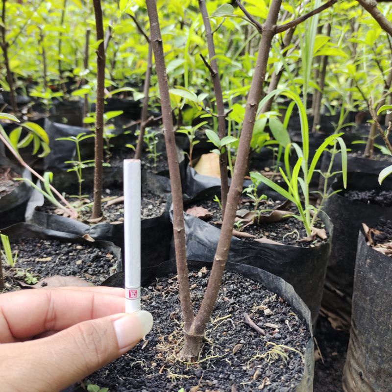 bonsai antingputri super murah hasil cangkok batang cocok untuk budidaya akar kuat dan lebat sudah hidup di polibek (bisa cod)