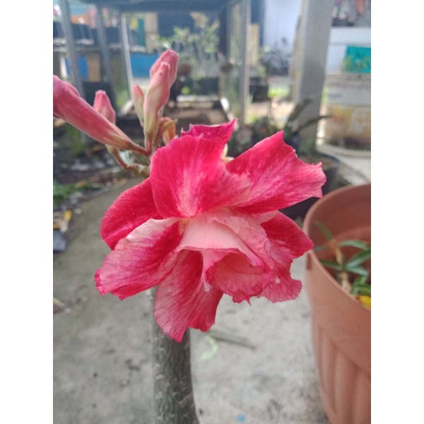 adenium Tumpuk id angsia varigata
