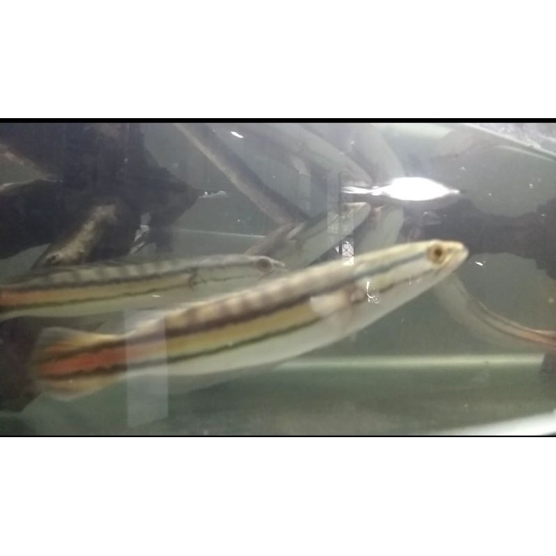 (hanya untuk di pulau Sumatra) Ikan Toman red line remaja mental galak ukuran 24- 28CM