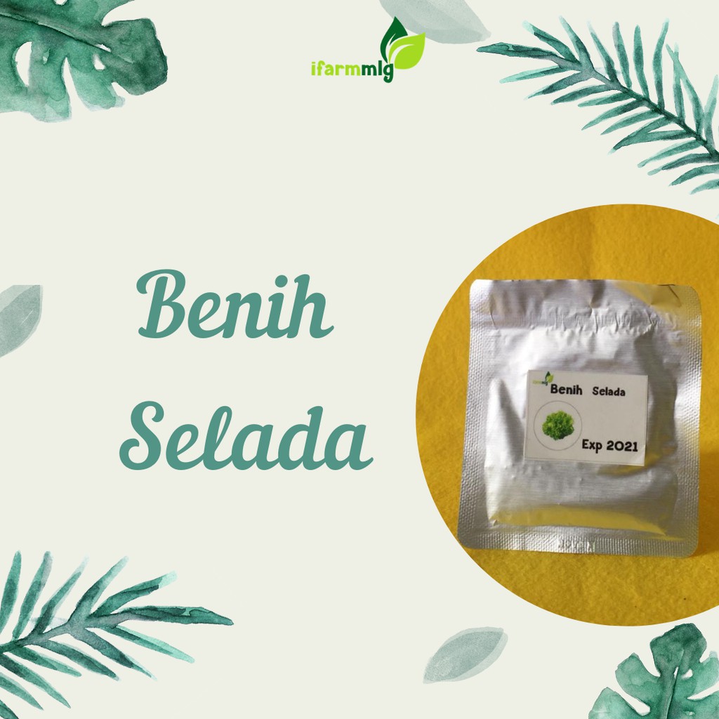 Benih Selada Bibit Selada Hijau 75 biji - Benih Selada Hidroponik