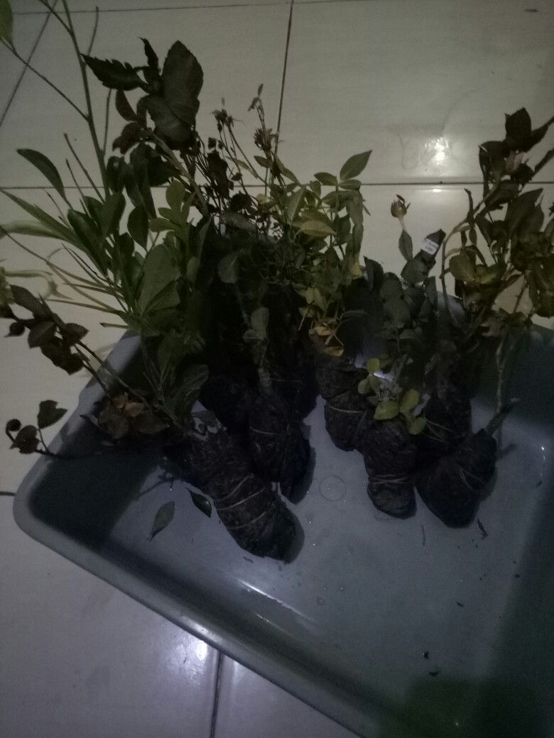 Tanaman Hias Sedap Malam