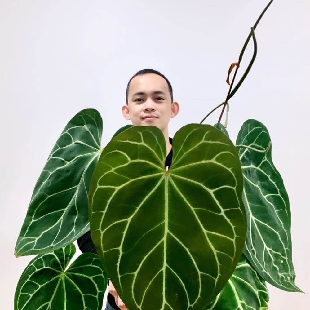 tanaman hias anthurium  magnificum jumbo