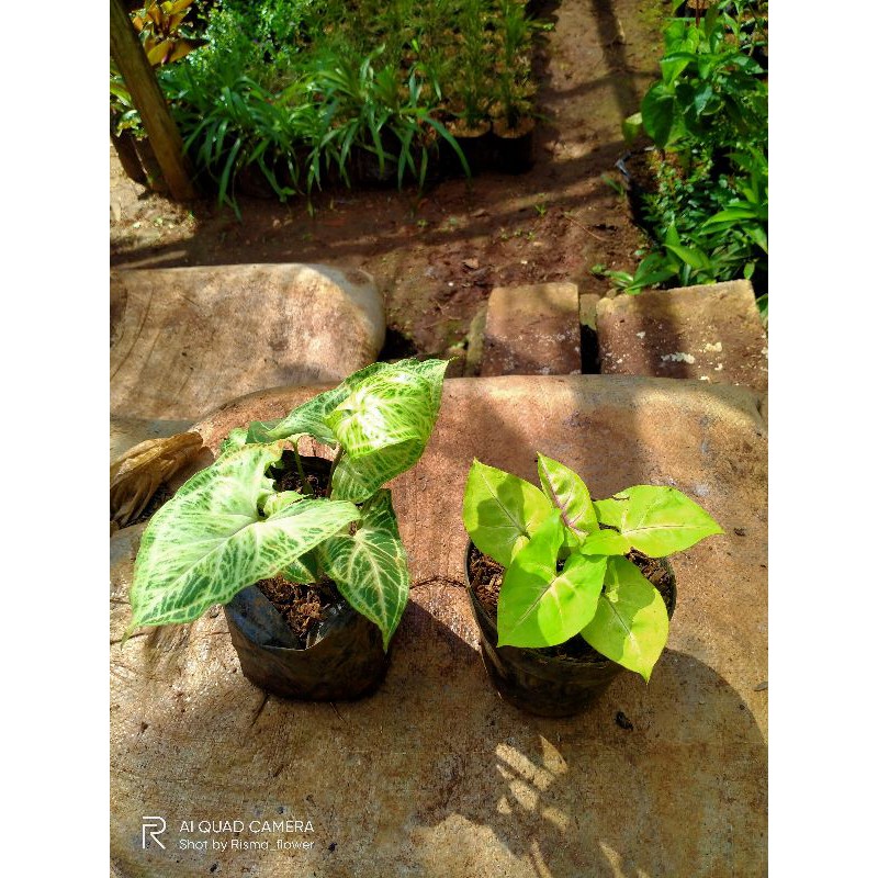 PAKET 2 POHON SYNGONIUM GOLDEN - BATIK ORIGINAL - TANAMAN HIAS