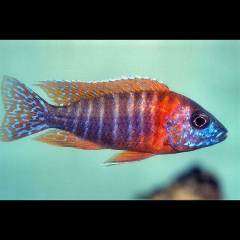 Ikan Hias Cichlid Red Flush Aquarium