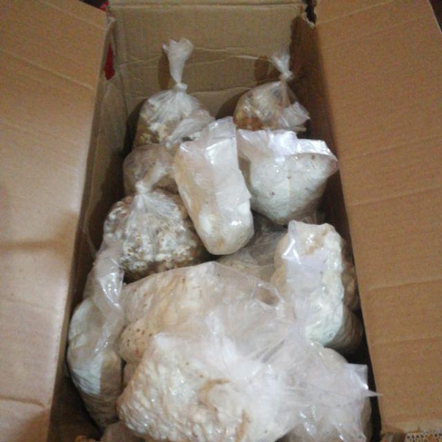 Bibit F2 Jamur Tiram Florida Terlaris