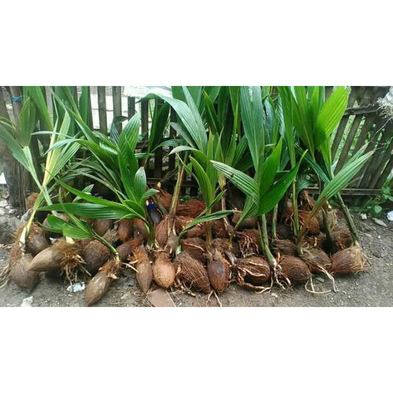 bahan bonsai kelapa tunas panjang