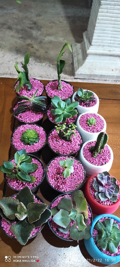 Kaktus Sekulen Kepiting