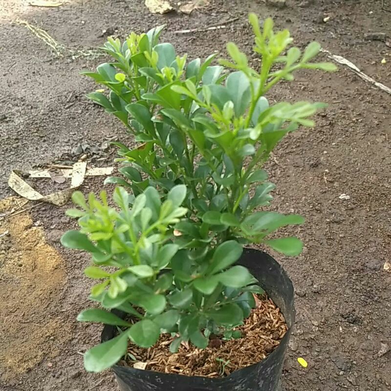 Tanaman Pacar Cina Bibit Pohon Culan