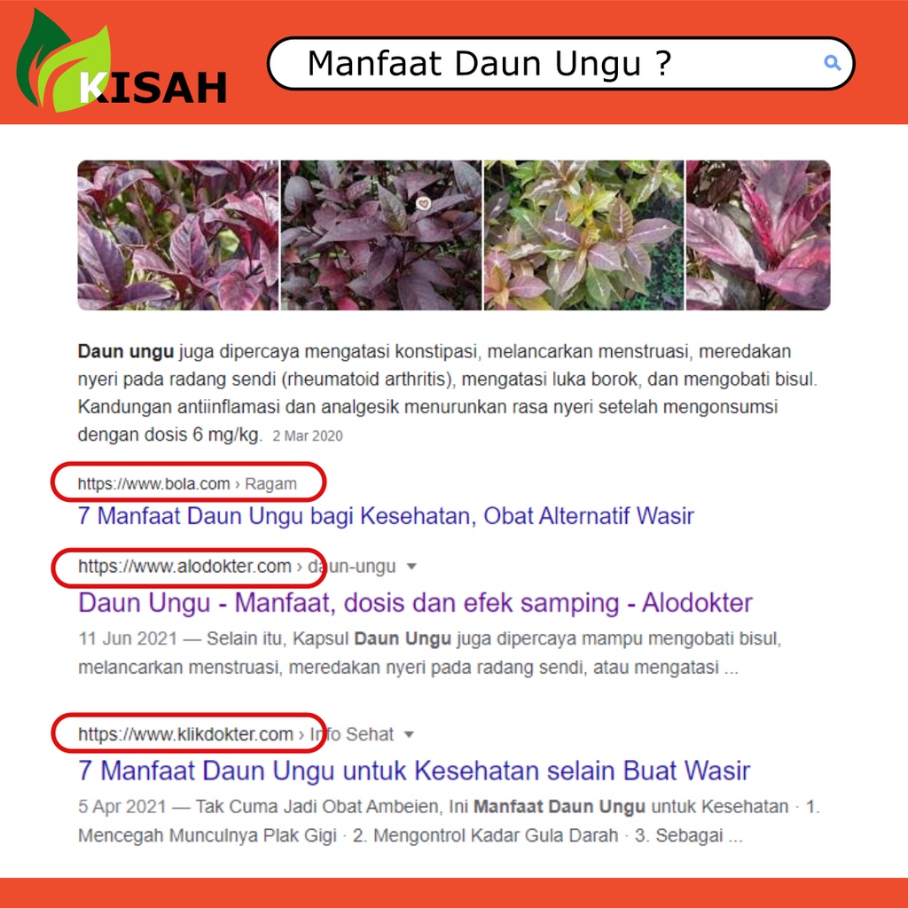 Kapsul daun ungu Obat Wasir Obat Ambiein obat wasir daun ungu obat wasir ambeven obat wasir daun ungu obat