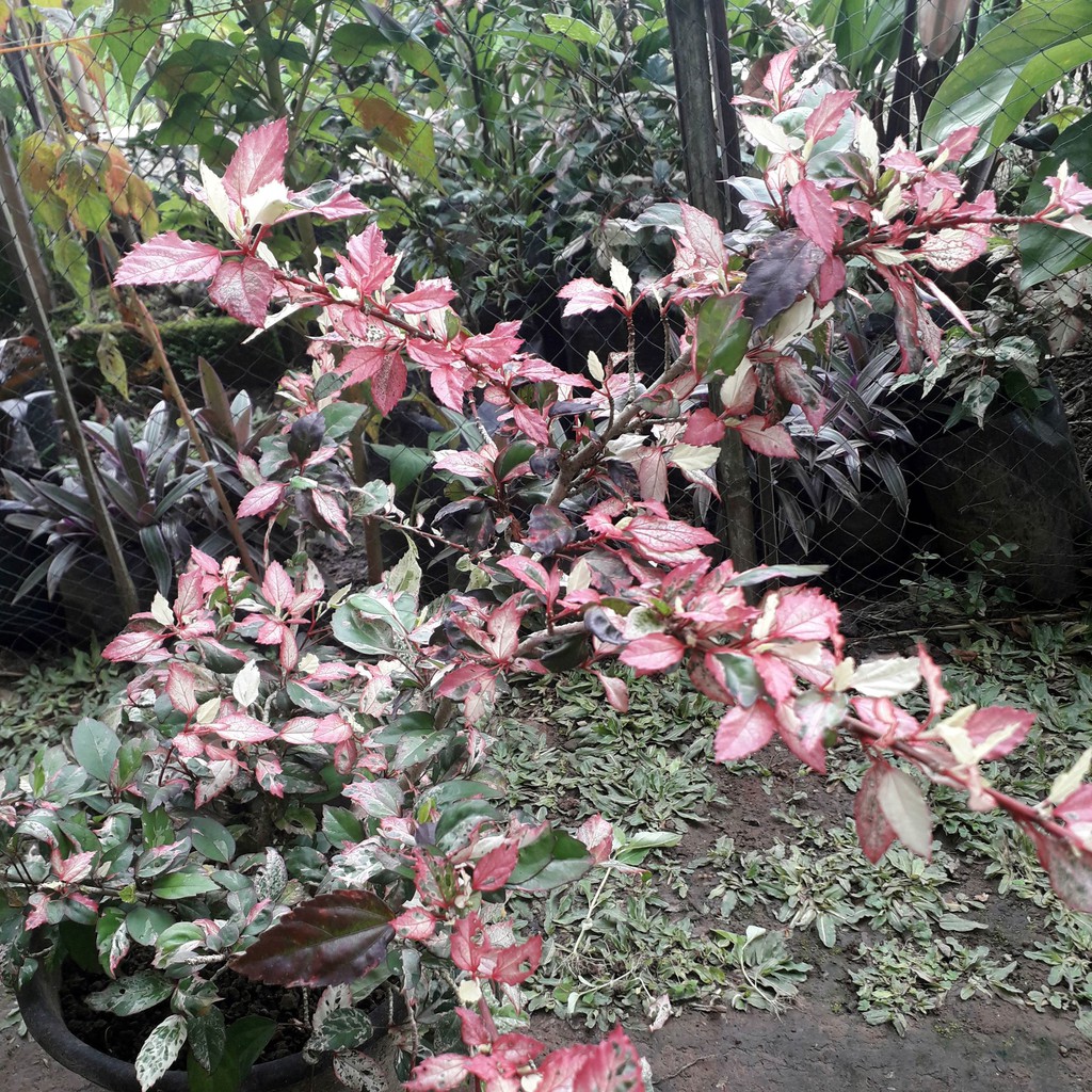 Bibit Bunga Sepatu Variegata Tanaman Hias Kembang Sepatu Varigata Merah Putih