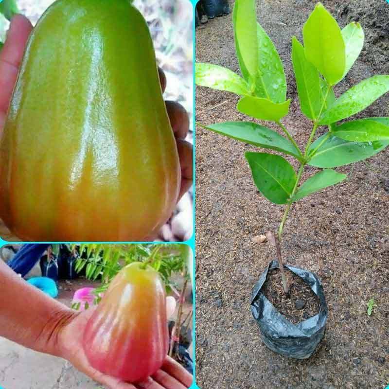 Bibit Tanaman Jambu Bajang Leang Okulasi Bibit Jambu Bajang Leang Manis