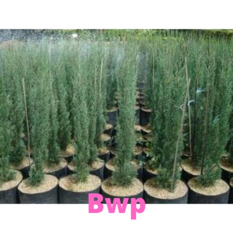 TANAMAN HIAS CEMARA LILIN 1 Meter