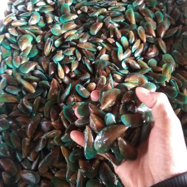 

Jual kerang hijau segar min 1kg