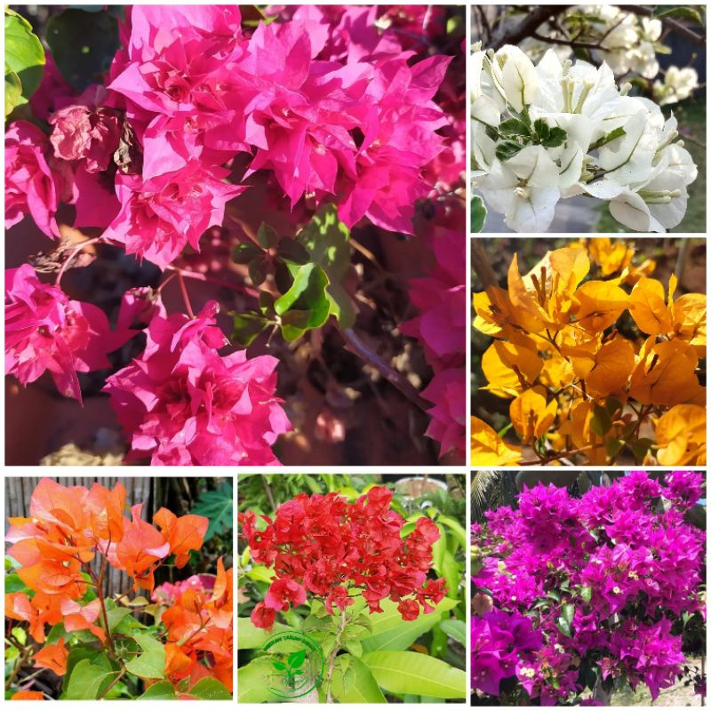 PAKET HEMAT 6 Jenis Bibit Bunga Bougenville