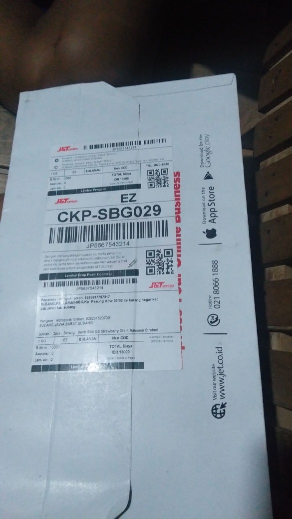 Benih Bibit Biji Strawberry Giant Raksasa Stroberi Strawberi