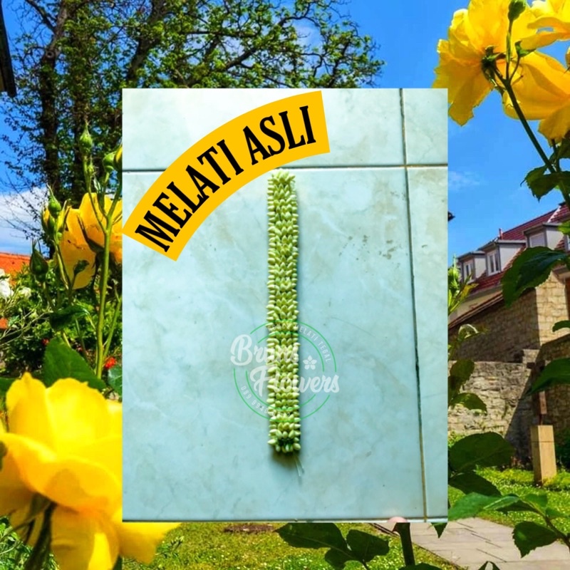 RONCEAN MELATI ASLI LAR DAUN //FRESH(BANDO PIPIH)