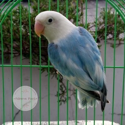 Lovebird Biola Pied Blue