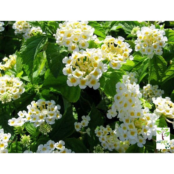 tanaman lantana putih / tembelek an / waung