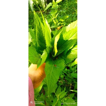 

DAUN BALAKACIDA SEGAR/KIRINYUH 500gram