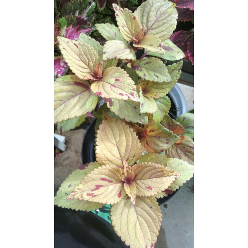 miana#lokal#premium#super#sultan