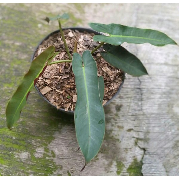PHILODENDRON ATABAPOENSE TANAMAN BUNGA PHILO KABEL BUSI ORI BUNGA MURAH BERKUALITAS