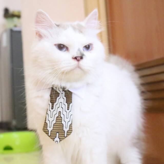 Dasi panjang untuk kucing dan anjing / aksesoris hewan lucu / long tie for cat size adult kitten