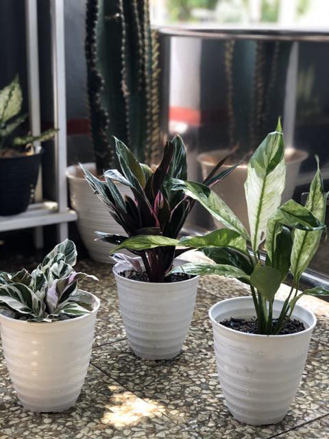 Tanaman Calathea White Fusion Multicolor