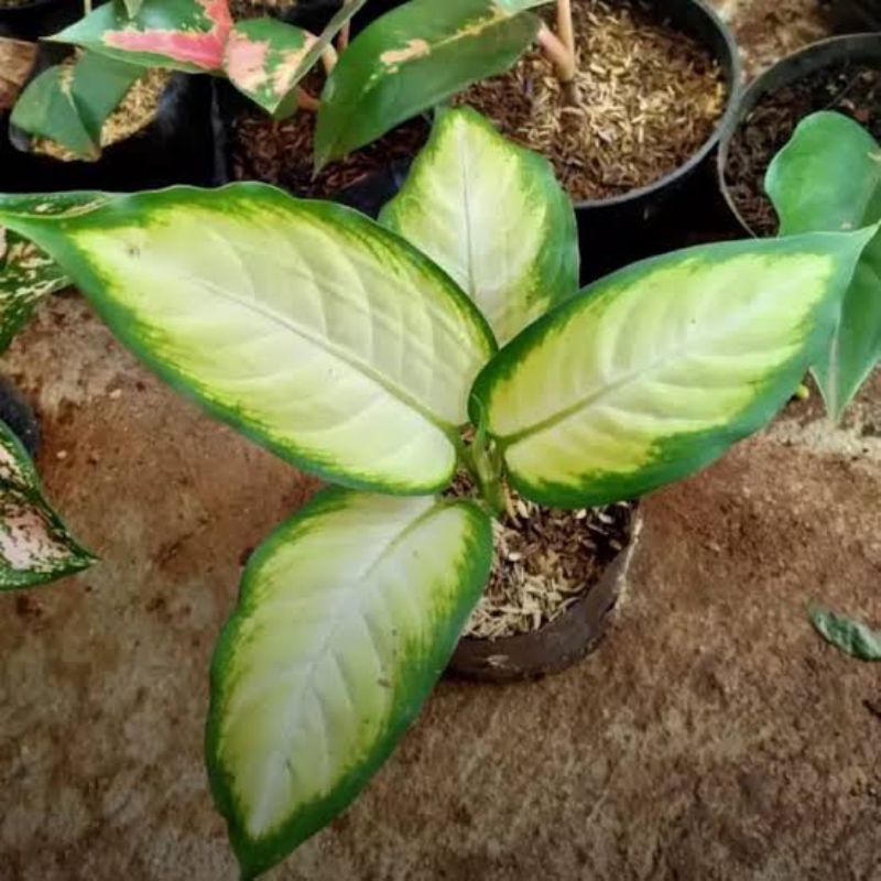 Tanaman Hias Aglonema Sparkle Diven Tisu  / Difen Tisu