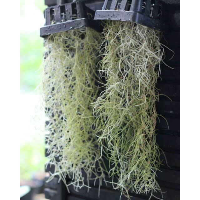 Tanaman Hias Spanish Moss tillandsia jenggot nabi - jenggot dewa