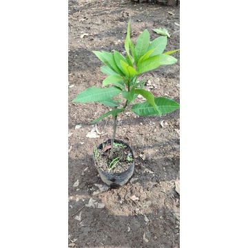 Bibit Mangga Lalijiwo