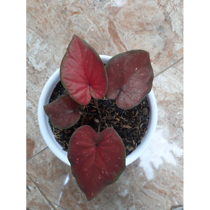 Caladium Dealova