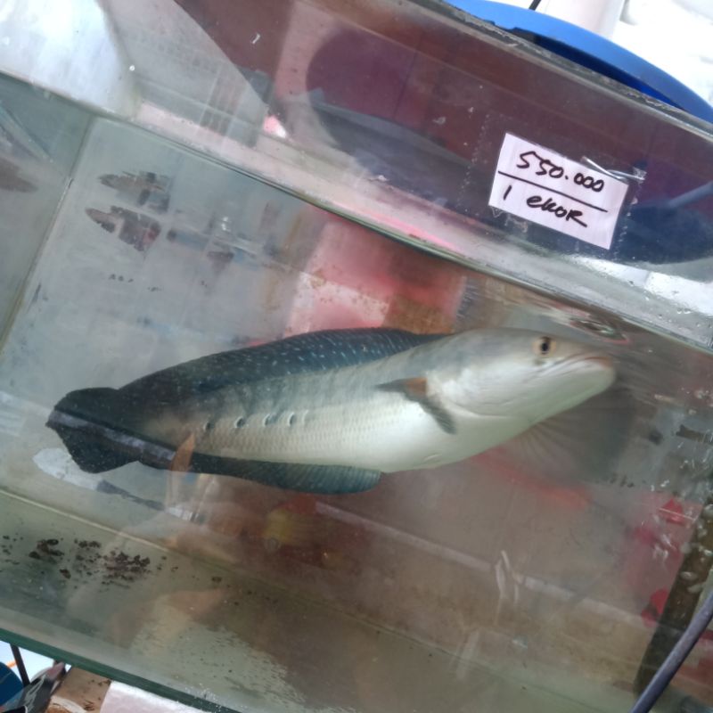 Ikan Canna Channa Maru / ikan Canna Ys