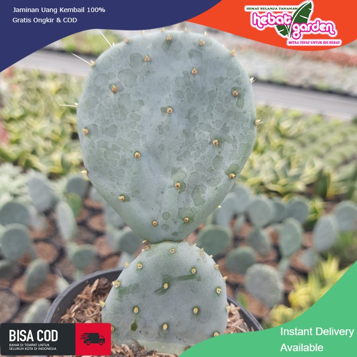 BELI DI SINI opuntia robusta blue kaktus - Hebat Store