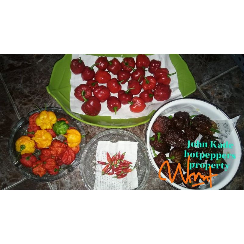Benih/buah cabe super pedas/carolina reaper/naga brain/cabe import