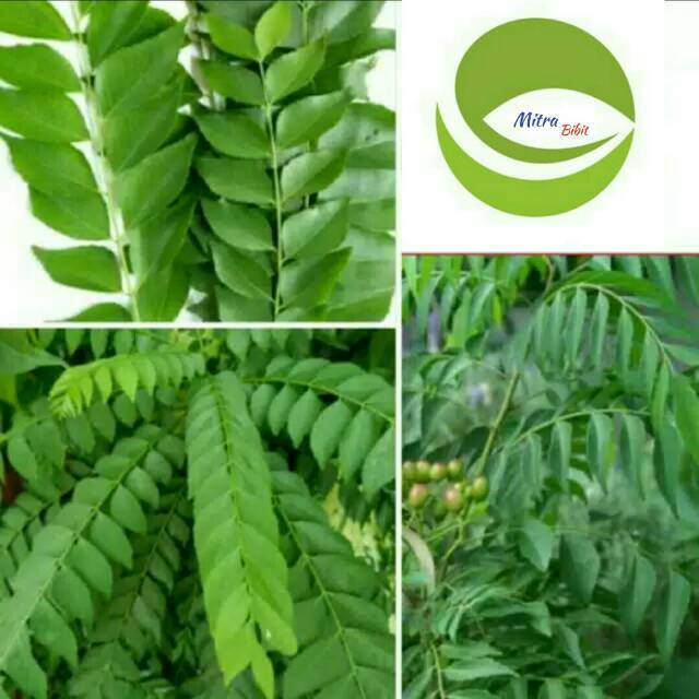 Daun Salam Koja Segar/Daun Temuru/Daun Kari1 kg