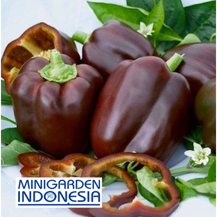 Benih Paprika coklat PEPPER SWEET CHOCOLATE 2 BIJI bibit sayur cabai cabe import F1 Mr. Fothergills