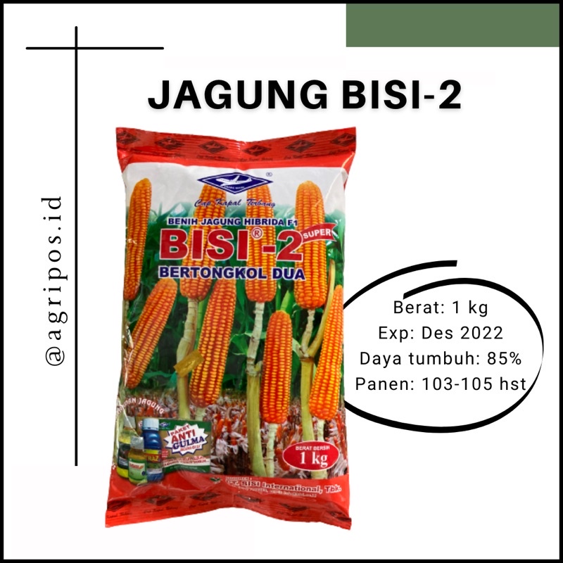 BENIH JAGUNG BISI-2 CAP KAPAL TERBANG 1 KG