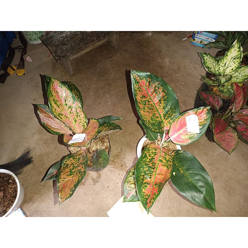 kocin reinamerah,kocin kuning