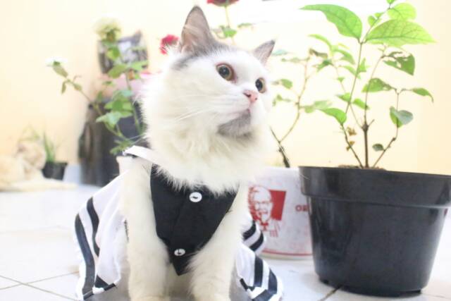 Baju kucing hitam putih untuk kucing / baju kucing anjing lucu / aksesoris kucing size S M L