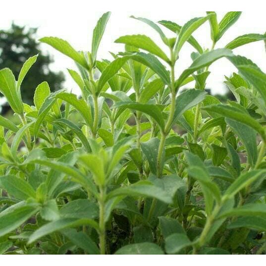tanaman stevia / daun manis
