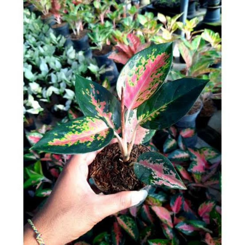 TANAMAN HIAS AGLONEMA RED KOCHIN//AGLONEMA KOCIN//KOCIN