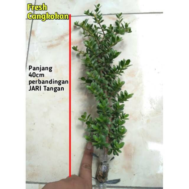 Santigi Mawar Micro Fresh Cangkokan