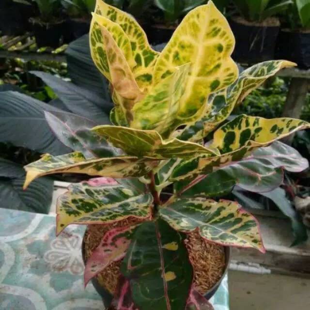 Tanaman hias puring kura-codiaeum varieagatum