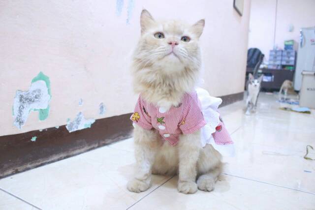 Dress strip bunga buah lucu untuk kucing dan anjing size S M L XL