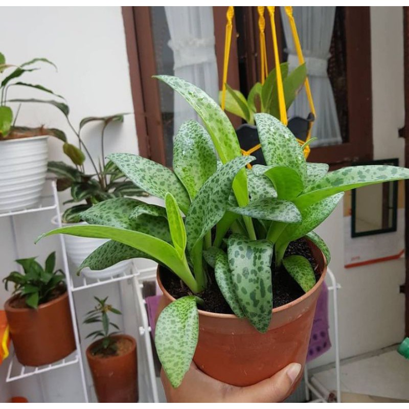 lidah katak - tanaman hias lidah katak