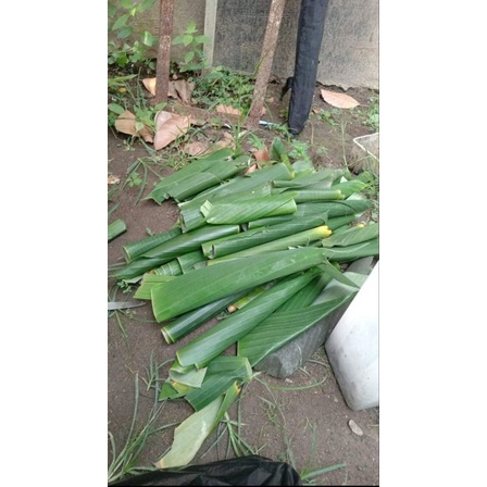 umpan ikan bawal ulat pisang/kepompong