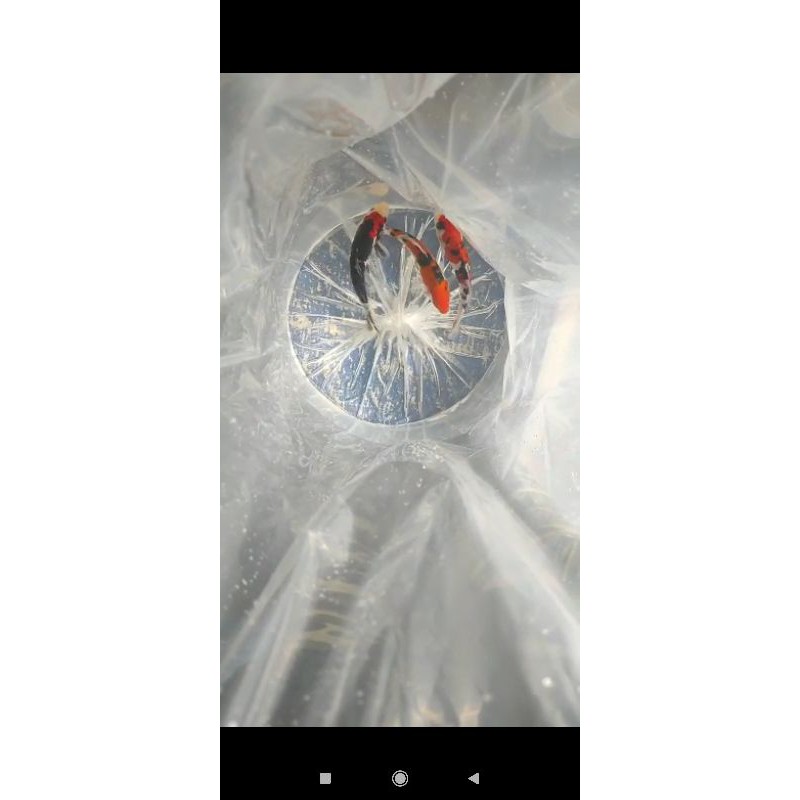 ikan Koi Blitar super