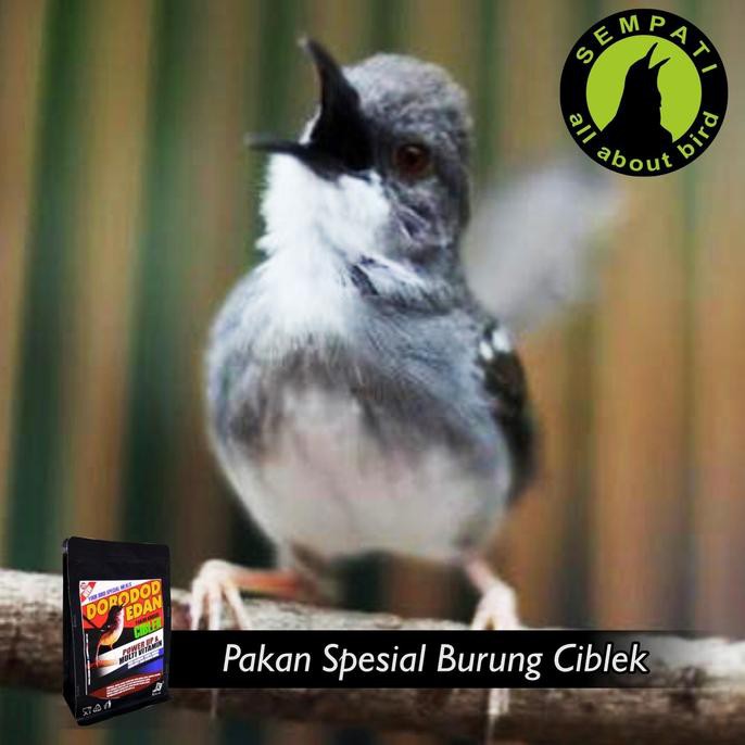 

Hanya hari ini DORODOD EDAN CIBLEK VOER HALUS PAKAN BURUNG CIBLEK °•.¸¸.•°`