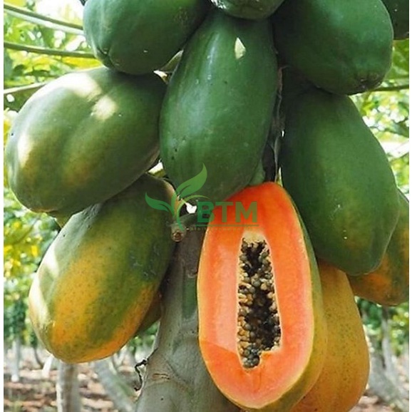 bibit pepaya california F1 asli berkualitas unggull