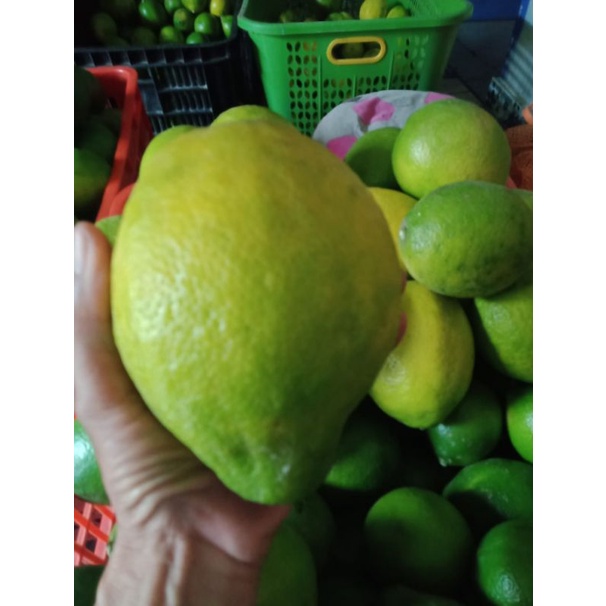 

lemon california perkilo isi 4-9 buah